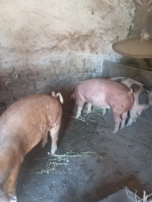 Porci de vanzare - imagine 3
