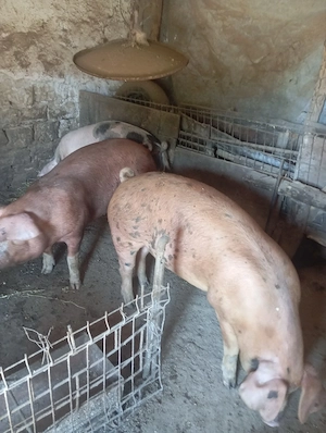 Porci de vanzare - imagine 2