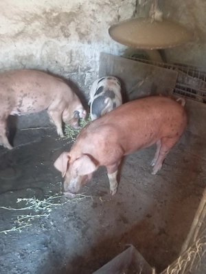 Porci de vanzare