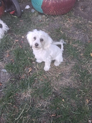 Pui bichon maltez  - imagine 4