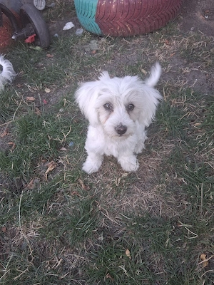 Pui bichon maltez  - imagine 3