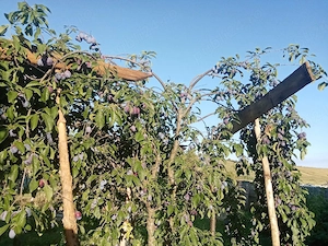 Prune de vanzare 