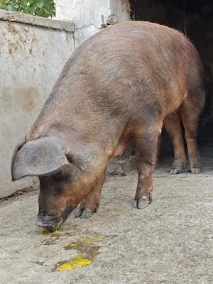 Scroafa duroc porc prasila - imagine 3