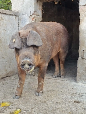 Scroafa duroc porc prasila