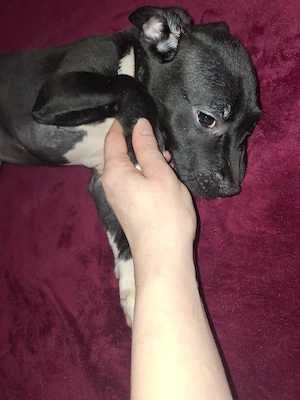 vand pui Amstaff - imagine 5