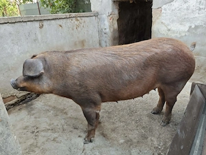 Scroafa duroc porc prasila - imagine 5