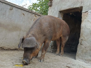 Scroafa duroc porc prasila - imagine 2