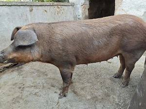 Scroafa duroc porc prasila - imagine 4