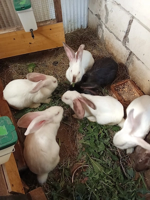 Donez iepuri iubitorilor de pufosenii 