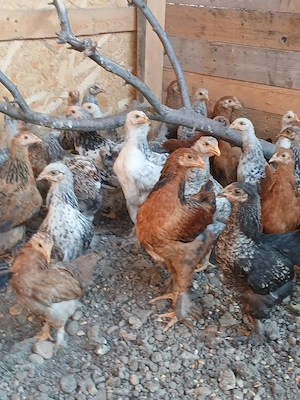 vand pui țărănești de casa,încălțați!