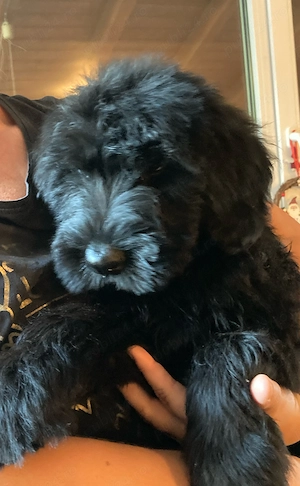 Vând Schnauzer Uriaș 