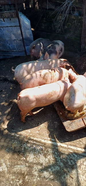 Vând purcei , greutate intre 25-28 de kg disponibili in  Barcea jud Galati - imagine 2