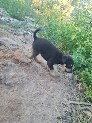 Donam metis de Doberaman - imagine 5