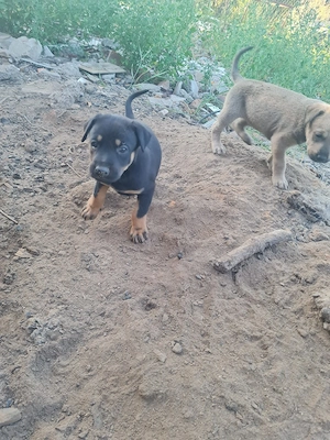 Donam metis de Doberaman - imagine 3