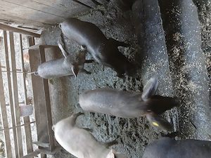 Vand purcei - imagine 4