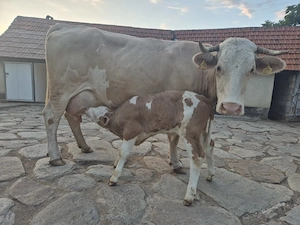 Vand vaca cu vitel