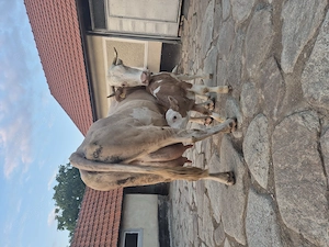 Vand vaca cu vitel