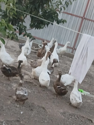 vand gaste si rate