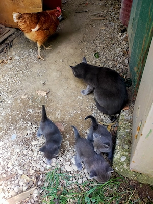 Pisica de vânzare 