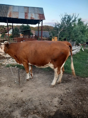 Vand   vaca.   gestanta  