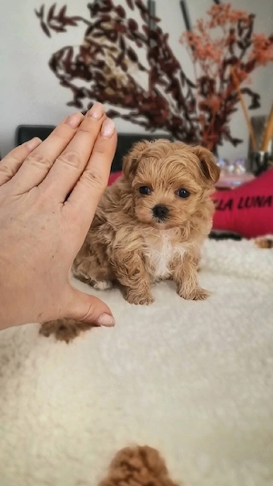 Fetita si baietel maltipoo mini - imagine 2