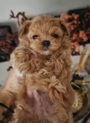 Fetita si baietel maltipoo mini