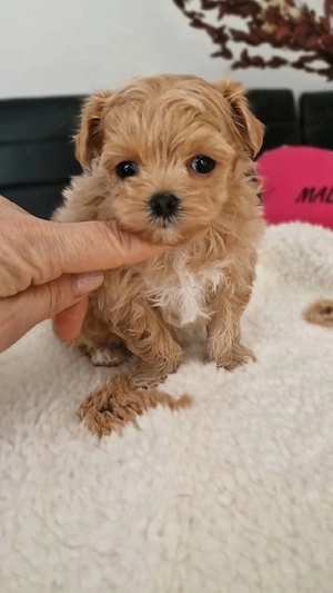 Fetita si baietel maltipoo mini - imagine 4