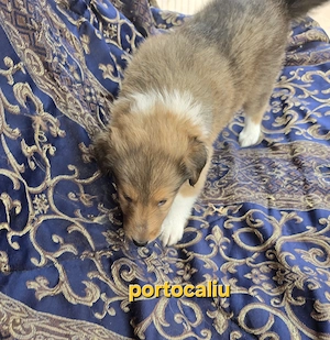 Vand pui Collie Rough tricolori - imagine 4