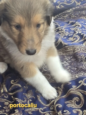 Vand pui Collie Rough tricolori - imagine 5