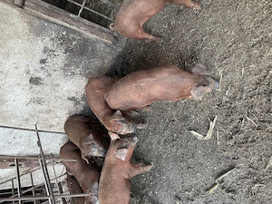 Purcei 6 saptamani DUROC PUR - imagine 4