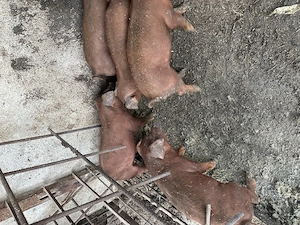 Purcei 6 saptamani DUROC PUR