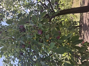 Vand prune pentru palinca