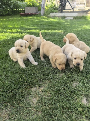 Pui Labrador cauta căsuța  - imagine 5