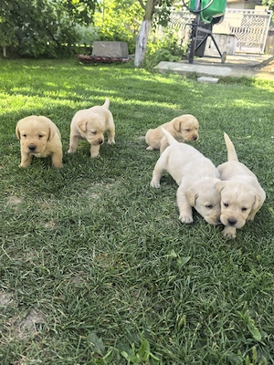 Pui Labrador cauta căsuța  - imagine 2