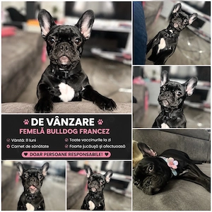    De vânzare   Femelă Bulldog Francez   