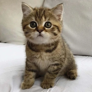 British shorthair pui - imagine 2