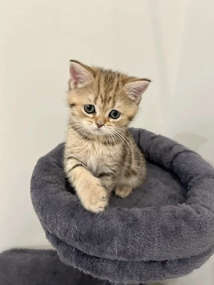 British shorthair pui - imagine 4
