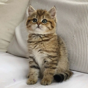 British shorthair pui - imagine 3