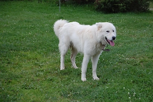 Ciobanesc italian - Cane de Pastore Maremmano-Abruzzese, Maremman - imagine 2