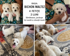 Bichon Maltez