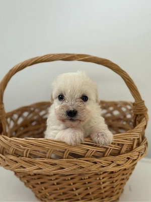 Bichon Maltez Fetita  - imagine 3