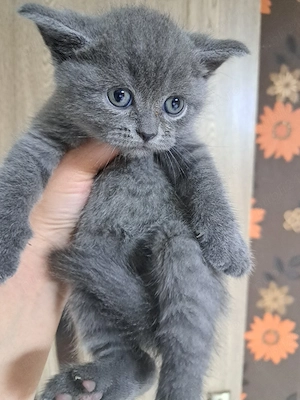 British shorthair blue  - imagine 3