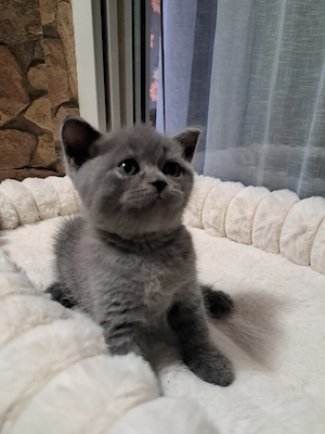 British shorthair blue 