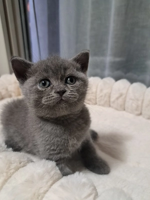 British shorthair blue  - imagine 2