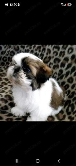 Shih-tzu talie mica - imagine 2