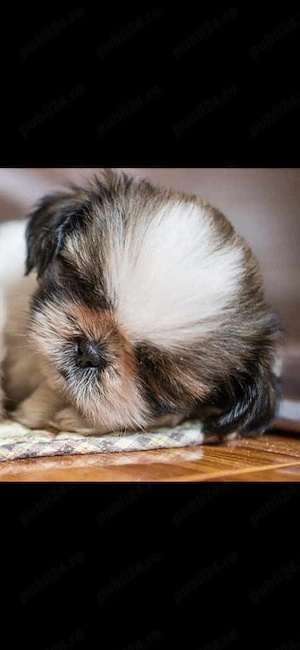 Shih-tzu talie mica