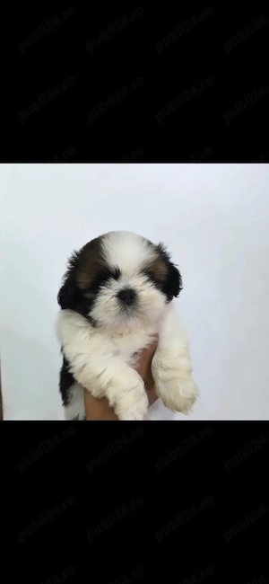 Shih-tzu talie mica