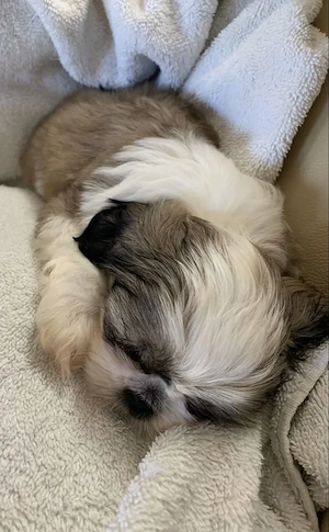 Shih-tzu talie mica - imagine 2