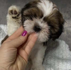 Shih-tzu talie mica 