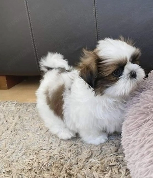 Shih-tzu talie mica  - imagine 2